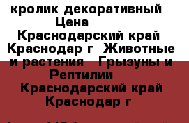 кролик декоративный › Цена ­ 700 - Краснодарский край, Краснодар г. Животные и растения » Грызуны и Рептилии   . Краснодарский край,Краснодар г.